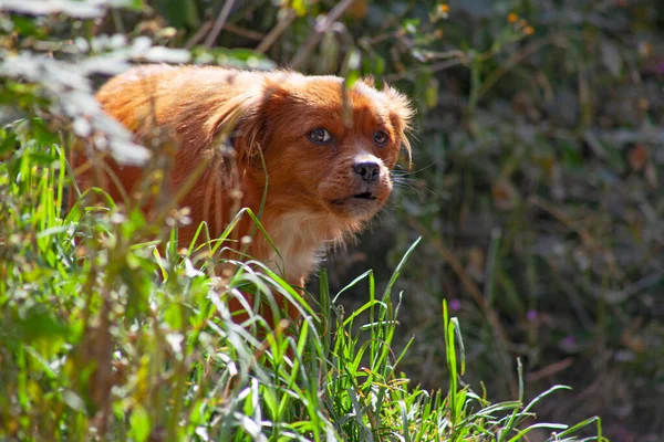 Small Cute Red Dog Sunlight — Foto Stock