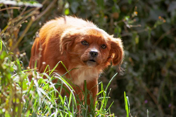 Маленькая Милая Красная Собака Солнце — стоковое фото