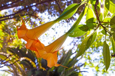 Datura (meleklerin trompetleri) güneşe karşı ağaçtaki çiçekler