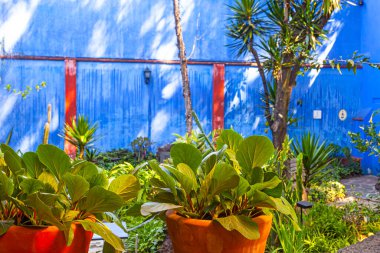 COYOACAN, MEXICO - 24 Mart 2022: Blue House und avlu (La Casa Azul), Meksikalı sanatçı Frida Kahlo 'nun yaşamı ve çalışmalarına adanmış tarihi ev ve sanat müzesi