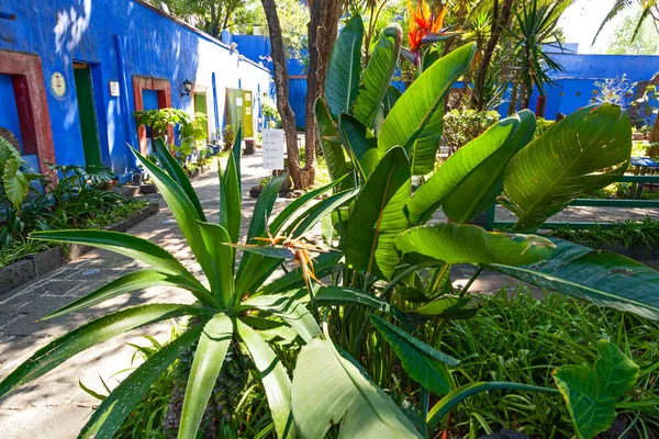 Blue House Und Courtyard Casa Azul Historic House Art Museum — Stockfoto