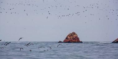 Ballestas Adaları ulusal rezervi, Paracas, Peru 'da bir sürü kuş var.
