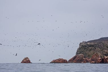 Lots of birds on Ballestas Islands national reserve, Paracas, Peru