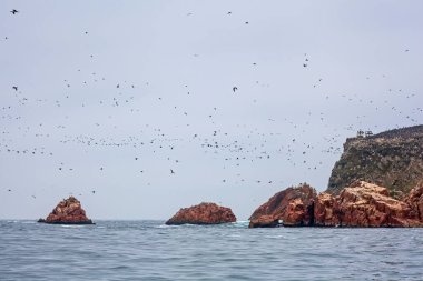 Ballestas Adaları ulusal rezervi, Paracas, Peru 'da bir sürü kuş var.