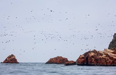 Ballestas Adaları ulusal rezervi, Paracas, Peru 'da bir sürü kuş var.