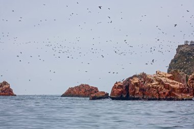 Ballestas Adaları ulusal rezervi, Paracas, Peru 'da bir sürü kuş var.