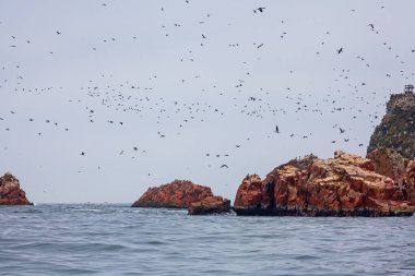 Ballestas Adaları ulusal rezervi, Paracas, Peru 'da bir sürü kuş var.