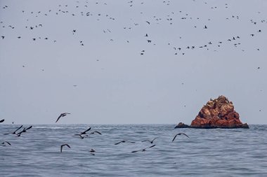 Ballestas Adaları ulusal rezervi, Paracas, Peru 'da bir sürü kuş var.