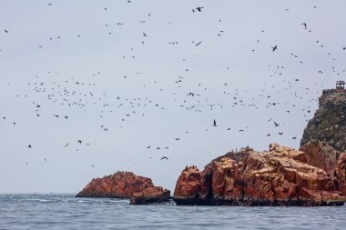 Lots of birds on Ballestas Islands national reserve, Paracas, Peru
