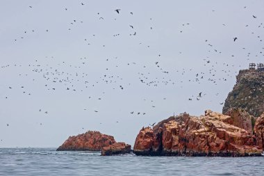 Ballestas Adaları ulusal rezervi, Paracas, Peru 'da bir sürü kuş var.
