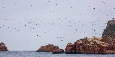 Ballestas Adaları ulusal rezervi, Paracas, Peru 'da bir sürü kuş var.