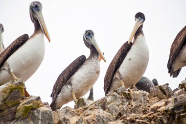Ballestas Adaları, Paracas, Peru 'daki kayalıklarda pelikanlar