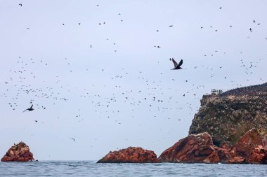 Lots of birds on Ballestas Islands national reserve, Paracas, Peru