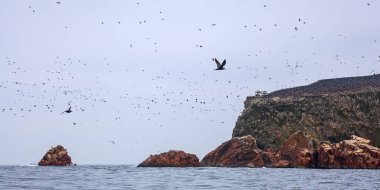 Ballestas Adaları ulusal rezervi, Paracas, Peru 'da bir sürü kuş var.