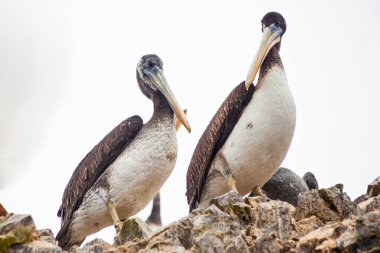 Ballestas Adaları, Paracas, Peru 'daki kayalıklarda pelikanlar