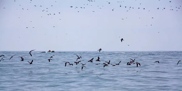 Lots Birds Ballestas Islands National Reserve Paracas Peru — 图库照片