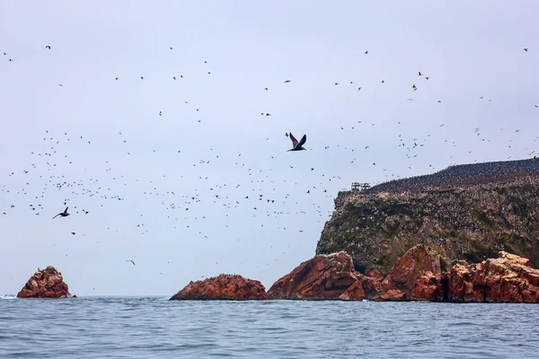 Lots of birds on Ballestas Islands national reserve, Paracas, Peru