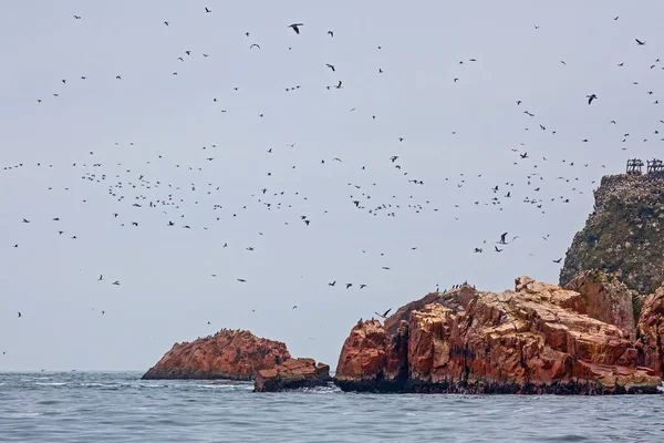 Lots Birds Ballestas Islands National Reserve Paracas Peru — Foto de Stock