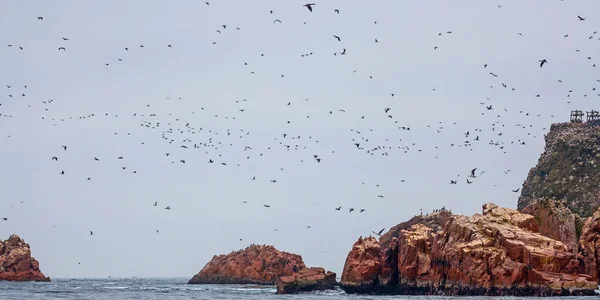 Lots Birds Ballestas Islands National Reserve Paracas Peru — Foto de Stock