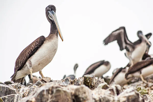 Pelikáni Skalách Ballestas Islands Paracas Peru — Stock fotografie