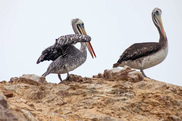 Pelicans Rocks Ballestas Islands Paracas Peru — Fotografia de Stock