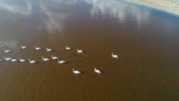Flock Wild Swans Taken Drone Lakes Arabatskaya Spit Ukraine — стокове відео