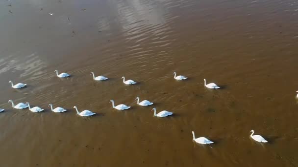 Flock Wild Swans Taken Drone Lakes Arabatskaya Spit Ukraine — Αρχείο Βίντεο