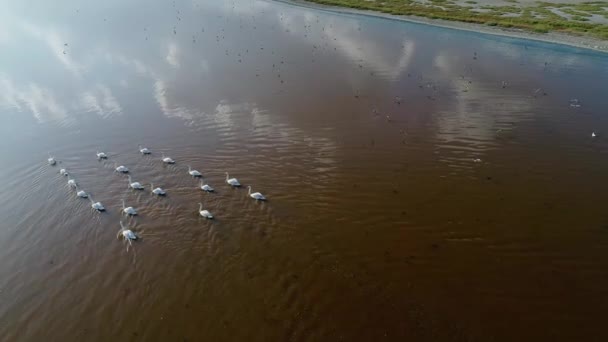 Flock Wild Swans Taken Drone Lakes Arabatskaya Spit Ukraine — Stockvideo