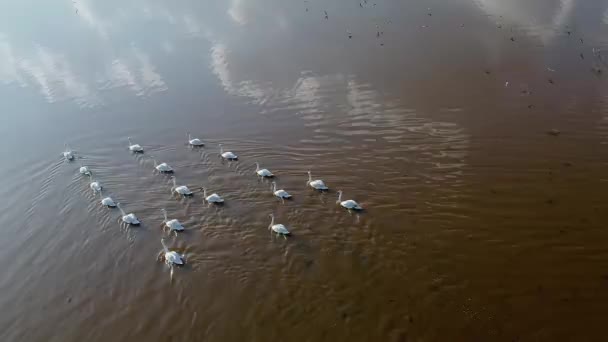 Flock Wild Swans Taken Drone Lakes Arabatskaya Spit Ukraine — стоковое видео