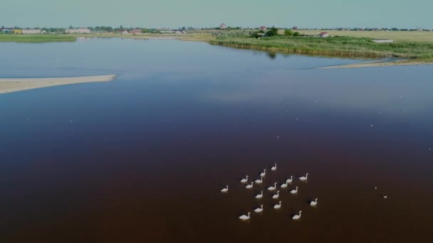 Flock Wild Swans Taken Drone Lakes Arabatskaya Spit Ukraine — стокове відео