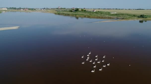 Yabani Kuğu Sürüsü Arapatskaya Ukrayna Nın Etrafındaki Göllerde Insansız Hava — Stok video