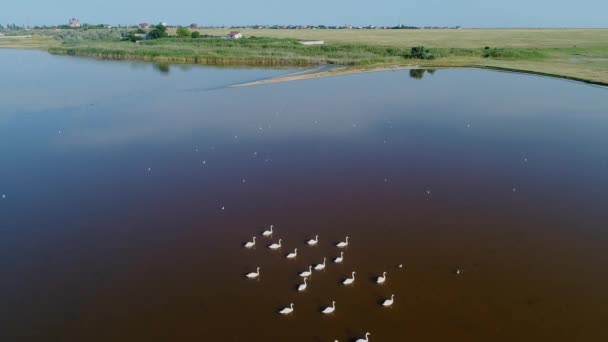 Flock Wild Swans Taken Drone Lakes Arabatskaya Spit Ukraine — Stockvideo