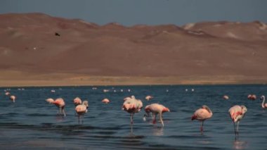 Paracas, Peru 'da okyanusta pembe flamingolar.