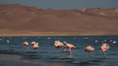 Paracas, Peru 'da okyanusta pembe flamingolar.