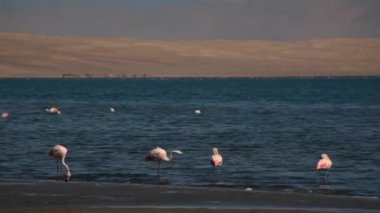 Pink Flamingos in the ocean in Paracas, Peru