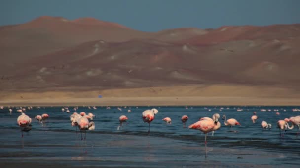 Flamingos Cor Rosa Oceano Pisco Peru — Vídeo de Stock