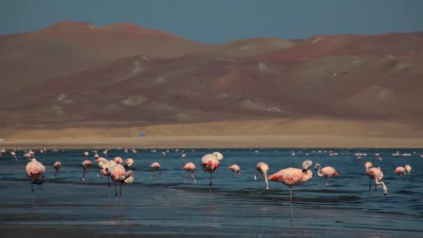 Pink Flamingos Ocean Paracas Peru — 비디오