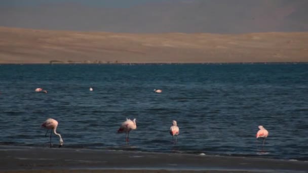 Pink Flamingos Ocean Paracas Peru — ストック動画