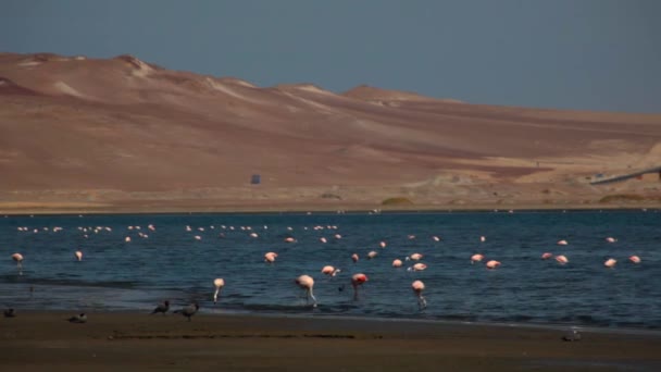 Pink Flamingos Στον Ωκεανό Στο Paracas Περού — Αρχείο Βίντεο