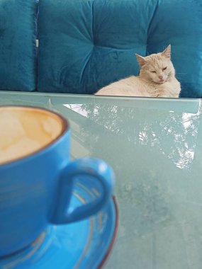 Morning coffee with with white cat