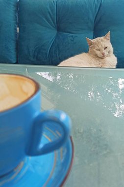 Morning coffee with with white cat