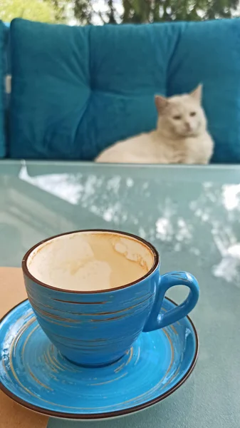 Morning Coffee White Cat — Photo