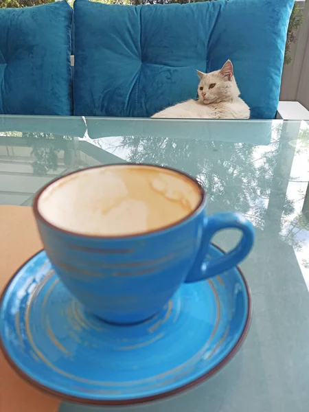 Morning Coffee White Cat — Stockfoto