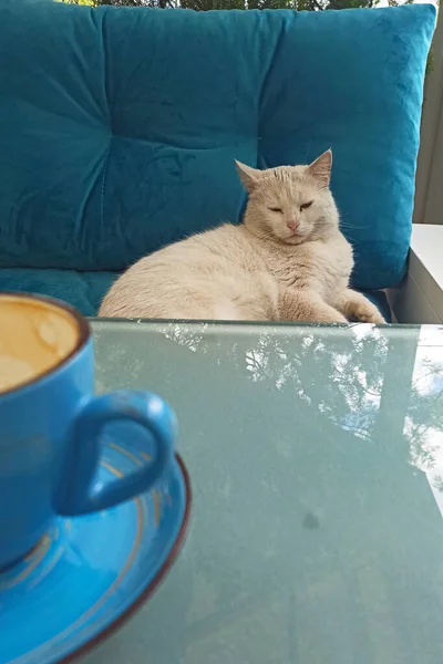 Morning Coffee White Cat — Stockfoto