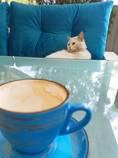 Morning Coffee White Cat — Stockfoto