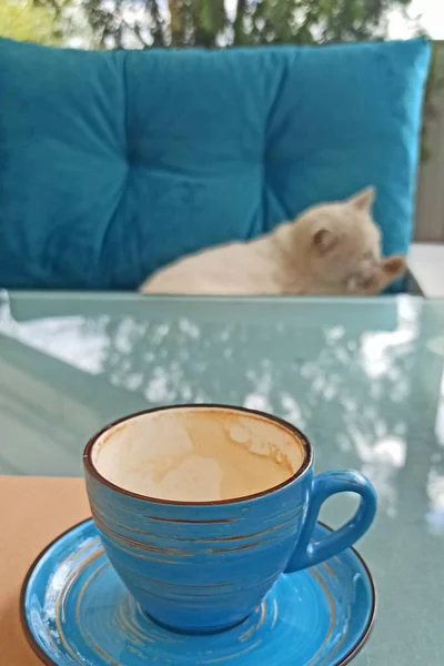 Morning coffee with with white cat