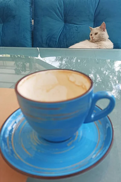 Morning Coffee White Cat — Stockfoto