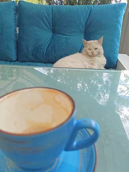 Morning Coffee White Cat — Photo