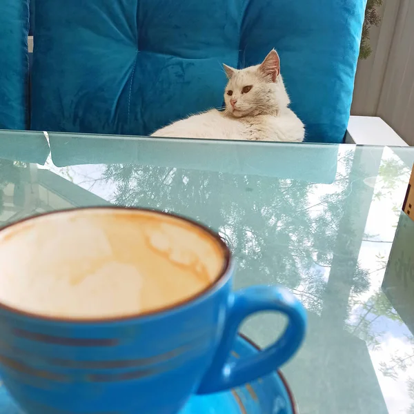 Morning Coffee White Cat — Foto Stock