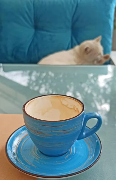 Morning Coffee White Cat — Stock Photo, Image